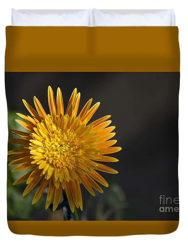 Flower Duvet Cover featuring the photograph Gerbera in bloom #1 by Pravine Chester