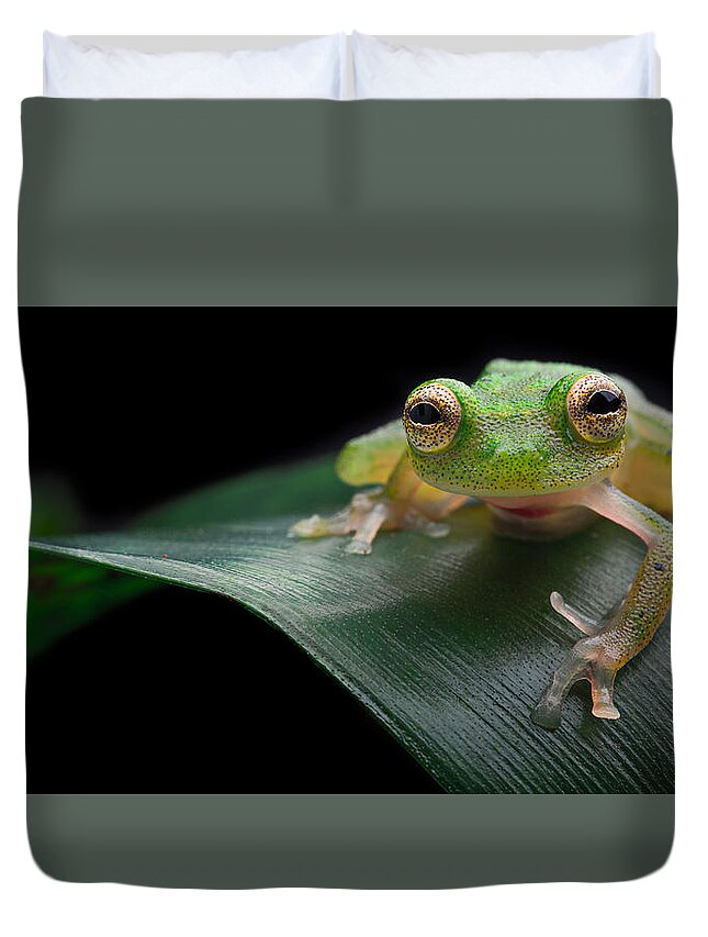 Amazon Rain Forest Duvet Cover featuring the photograph glass frog Amazon forest #1 by Dirk Ercken