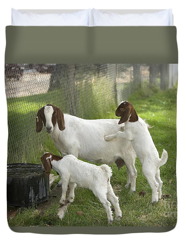 Boer Goat Duvet Cover featuring the photograph Goat With Kids by Inga Spence