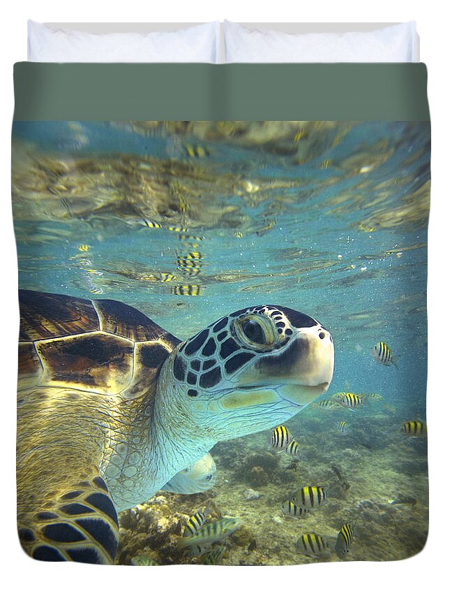 00451417 Duvet Cover featuring the photograph Green Sea Turtle Balicasag Island by Tim Fitzharris