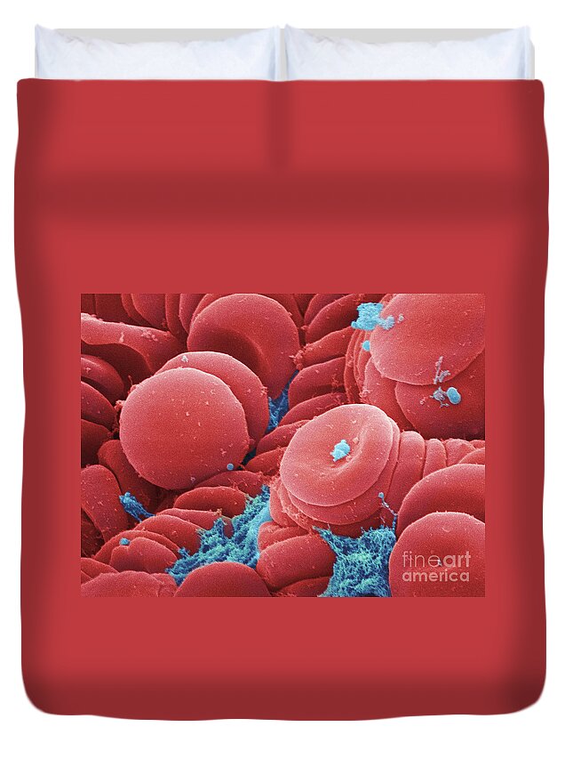 Science Duvet Cover featuring the photograph Human Red Blood Cells, Sem #1 by Ted Kinsman
