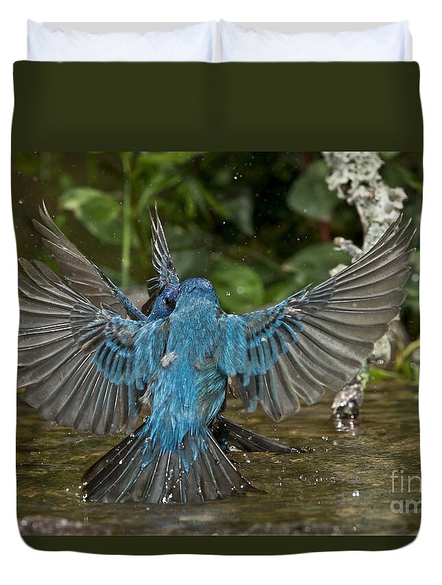 Indigo Bunting Duvet Cover featuring the photograph Indigo Bunting Fight #1 by Anthony Mercieca
