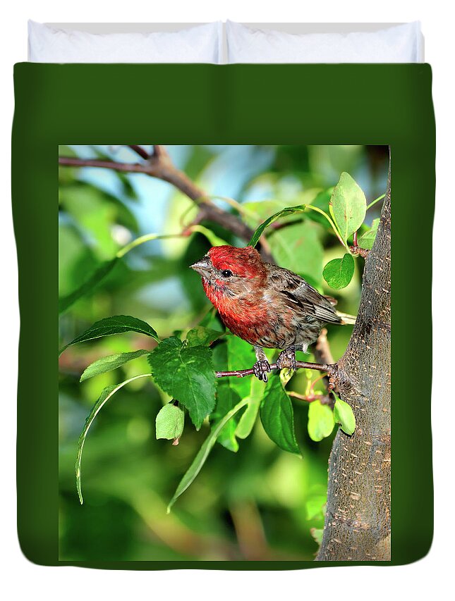 Finch Duvet Cover featuring the photograph Inquisitive #1 by Betty LaRue