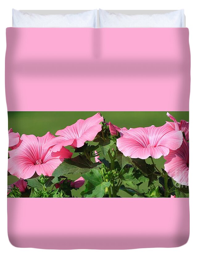 Mccombie Duvet Cover featuring the photograph Lavatera named Silver Cup #5 by J McCombie