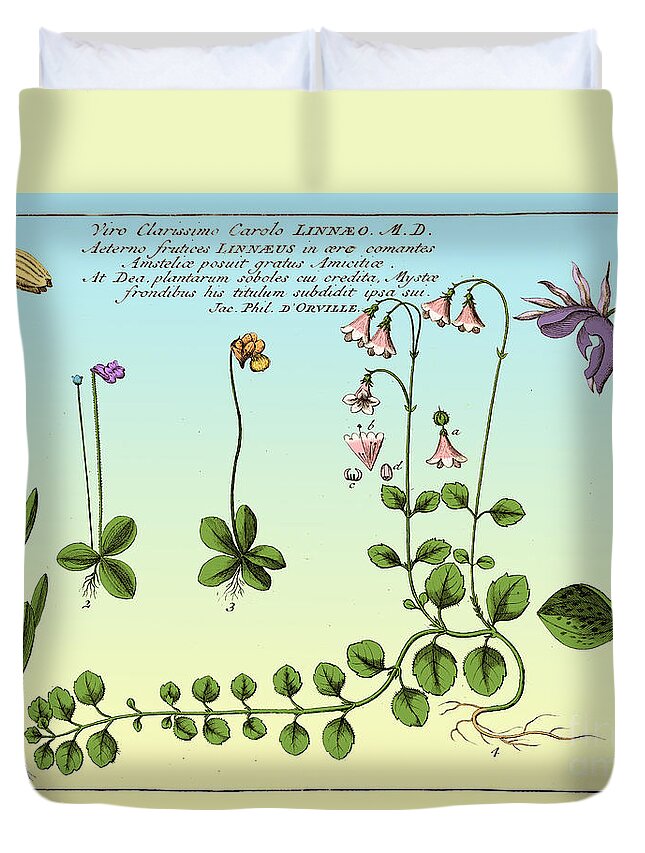 Historic Duvet Cover featuring the photograph Linnaea Borealis, Linnaeuss Favorite #2 by Science Source