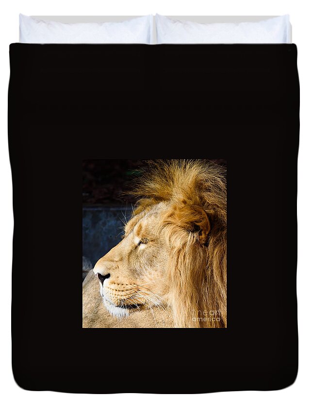 Bristol - Zoo Duvet Cover featuring the photograph Lion #1 by Colin Rayner