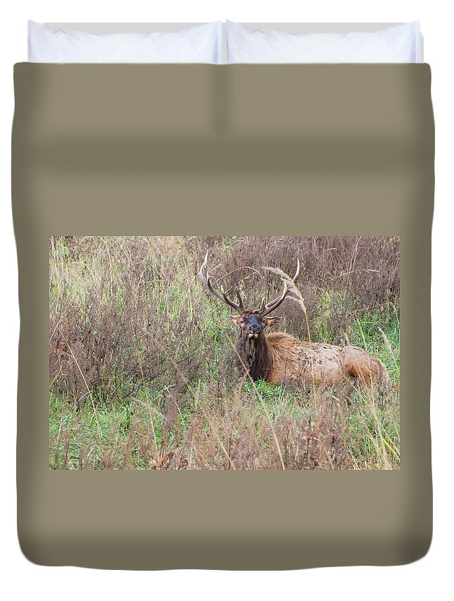 Lone Elk Park Duvet Cover featuring the photograph Lone Elk by Holly Ross