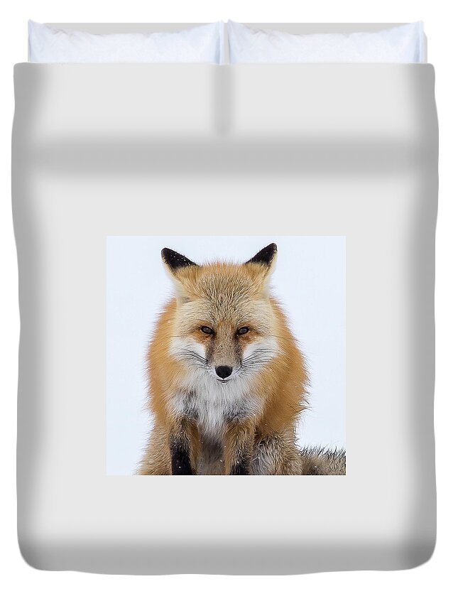 Grand Teton National Park Duvet Cover featuring the photograph Look Into My Eyes by Brenda Jacobs