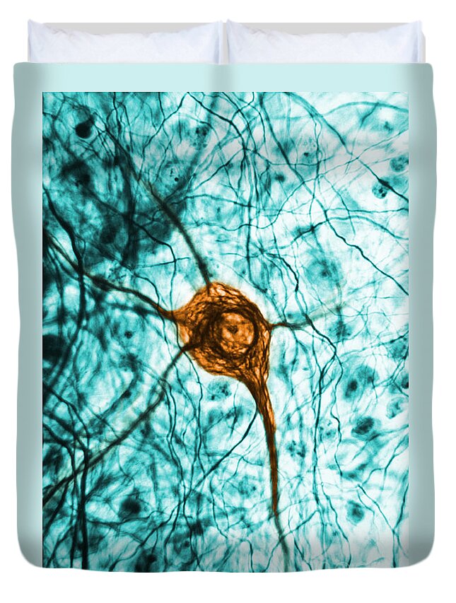 Cell Duvet Cover featuring the photograph Neuron, Tem #1 by Science Source