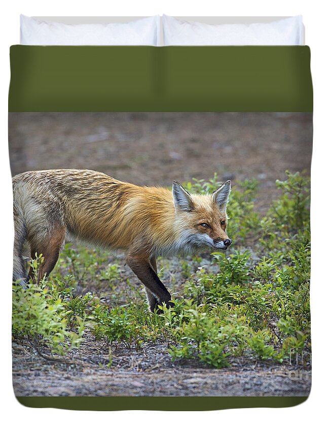 Nina Stavlund Duvet Cover featuring the photograph On the Prowl.. #1 by Nina Stavlund