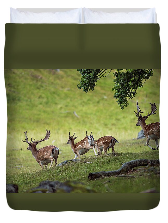 Four Fallow Deer Bucks Duvet Cover featuring the photograph On the run by Torbjorn Swenelius