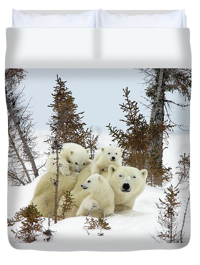 Mp Duvet Cover featuring the photograph Polar Bear Ursus Maritimus Trio by Matthias Breiter