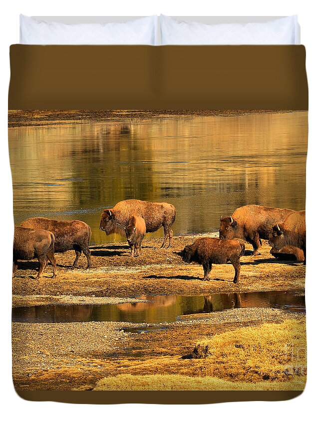 Bison Duvet Cover featuring the photograph Gathering To Cross The Yellowstone River by Adam Jewell