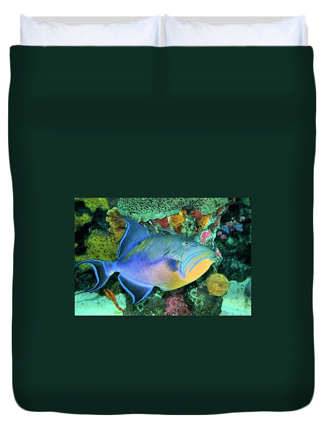 Queen Triggerfish Duvet Cover featuring the photograph Queen Triggerfish #1 by Kristin Elmquist