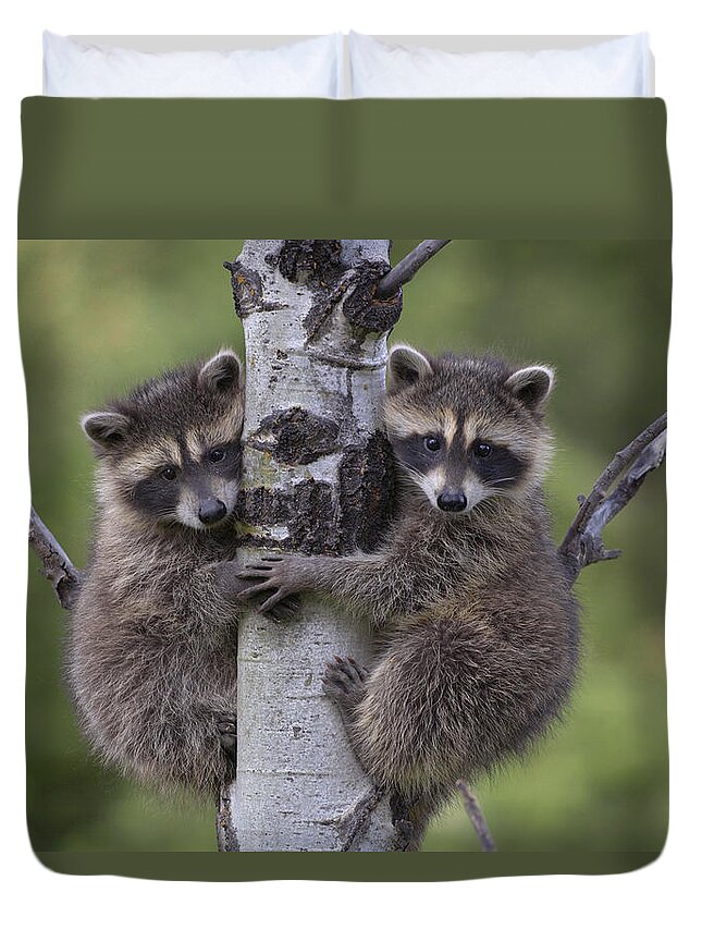 00176520 Duvet Cover featuring the photograph Raccoon Two Babies Climbing Tree by Tim Fitzharris