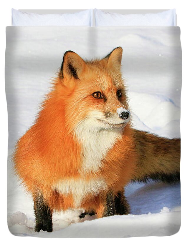 Red Fox Duvet Cover featuring the photograph Red Fox #1 by Steve McKinzie