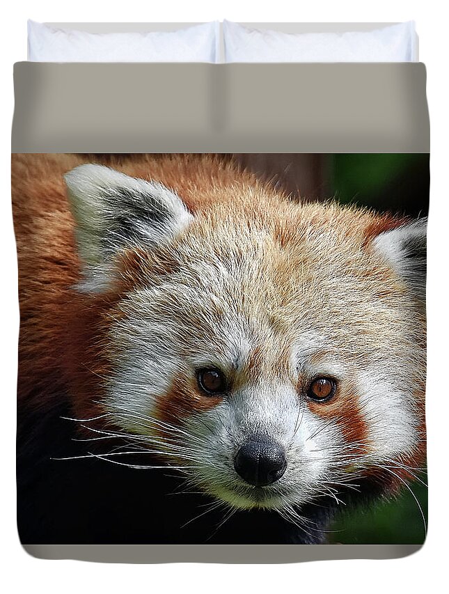 Red Duvet Cover featuring the photograph Red Panda #1 by Kuni Photography