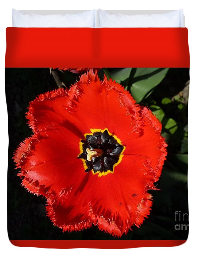 Attractive Duvet Cover featuring the photograph Red Tulip #1 by Jean Bernard Roussilhe