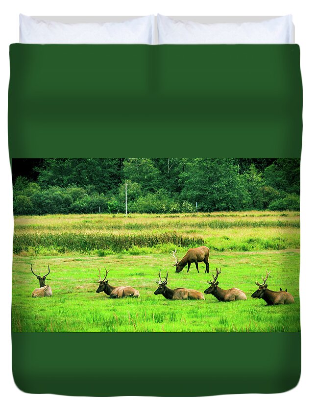 Roosevelt Elk Duvet Cover featuring the photograph Roosevelt Elk #1 by Dr Janine Williams