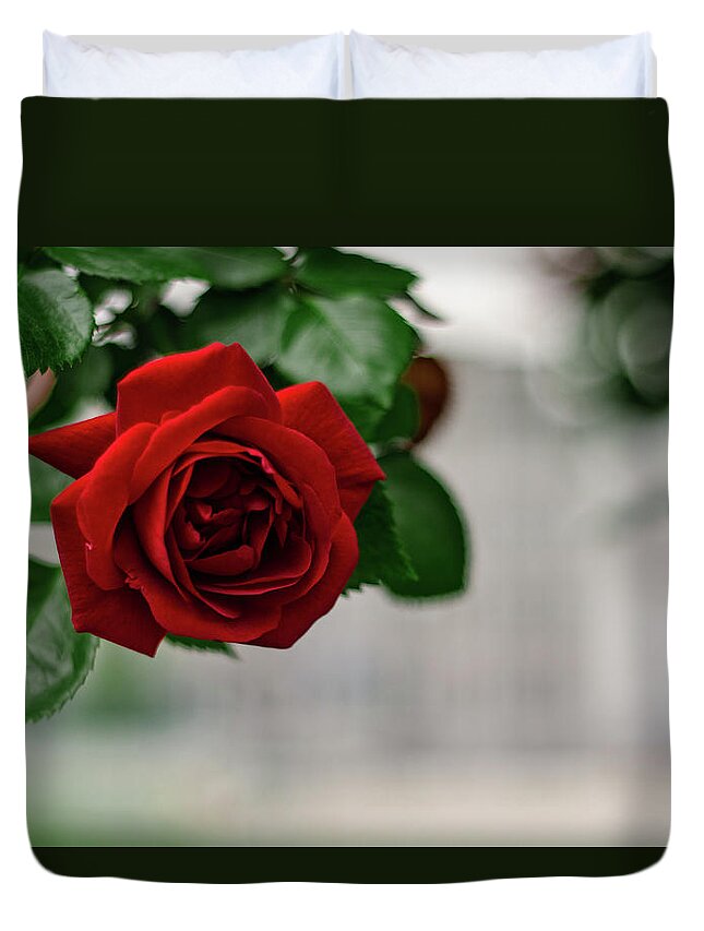Winterpacht Duvet Cover featuring the photograph Roses in the City Park #1 by Miguel Winterpacht