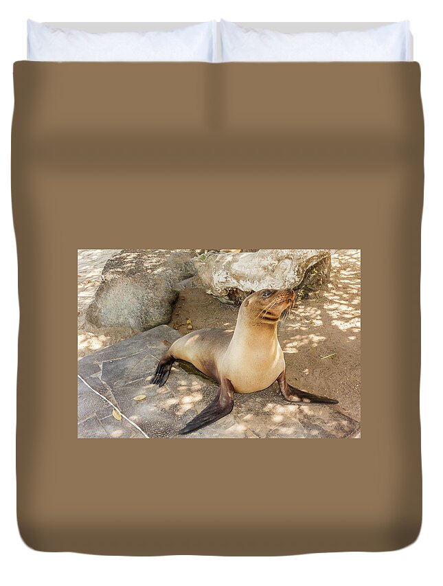 Seal Duvet Cover featuring the photograph Sea Lion on the beach, Galapagos Islands #1 by Marek Poplawski