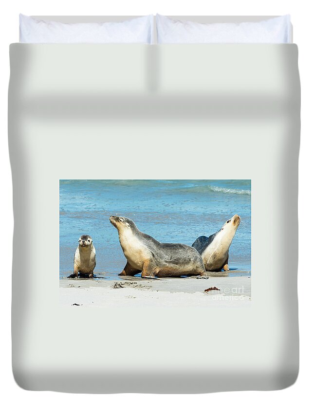 2017 Duvet Cover featuring the photograph Seal Bay #1 by Andrew Michael