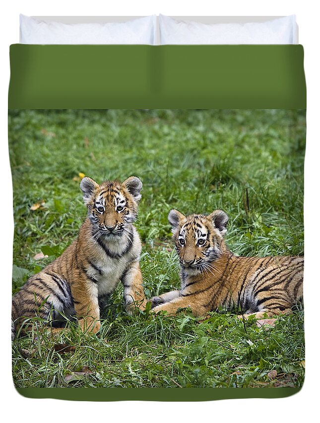 Mp Duvet Cover featuring the photograph Siberian Tiger Panthera Tigris Altaica #1 by Konrad Wothe
