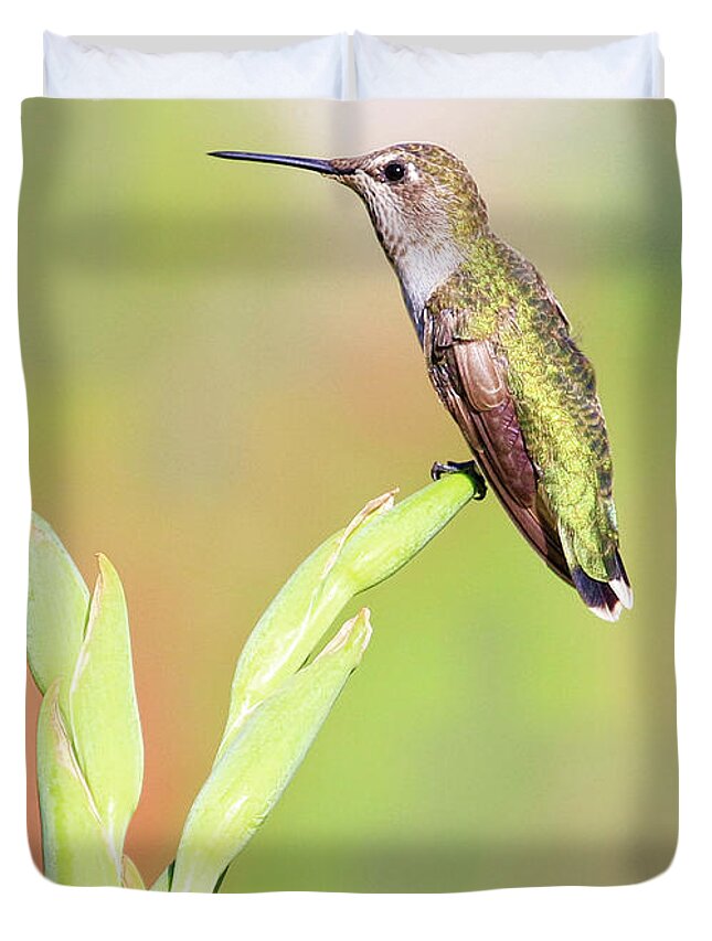 Humming Bird Duvet Cover featuring the photograph Sitting Pretty #2 by Steve McKinzie