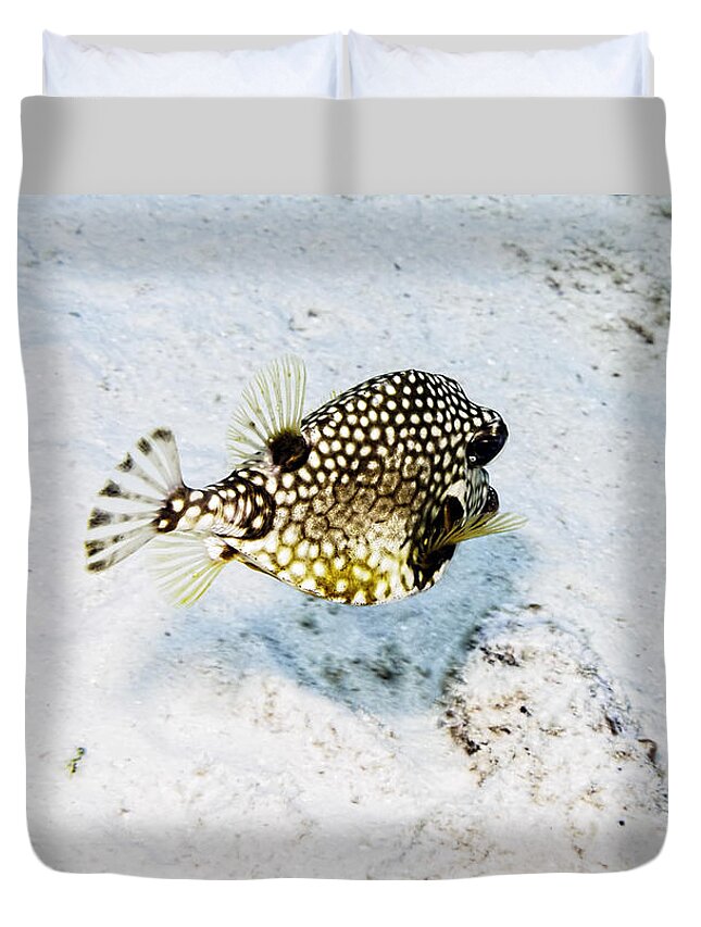 Smooth Trunkfish Duvet Cover featuring the photograph Smooth Trunkfish #2 by Perla Copernik