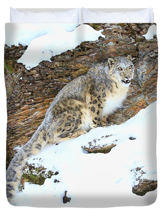 Snow Leopard Duvet Cover featuring the photograph Snow Leopard #1 by Steve McKinzie