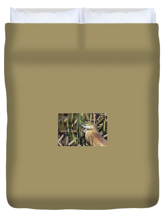Animal Duvet Cover featuring the photograph Squacco heron - Ardeola ralloides #1 by Jivko Nakev