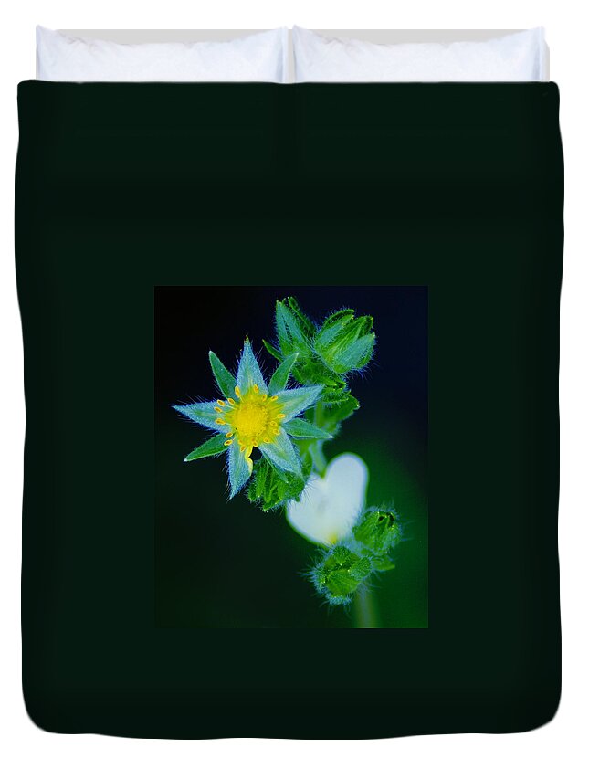 Flowers Duvet Cover featuring the photograph Starflower #1 by Ben Upham III