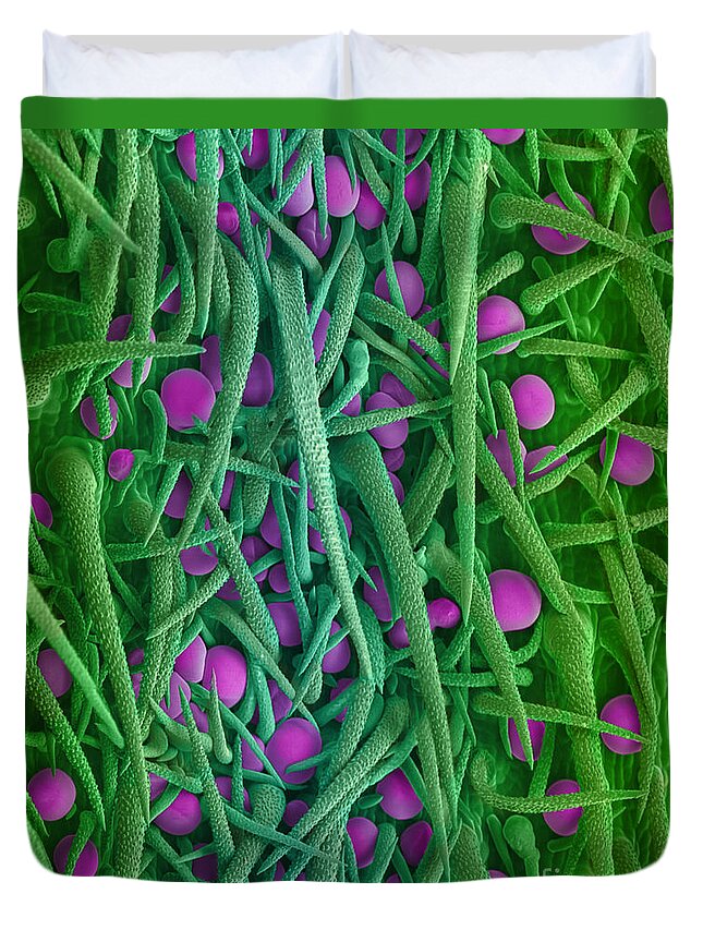 Biological Duvet Cover featuring the photograph Stem of Marijuana Plant, SEM #1 by Ted Kinsman