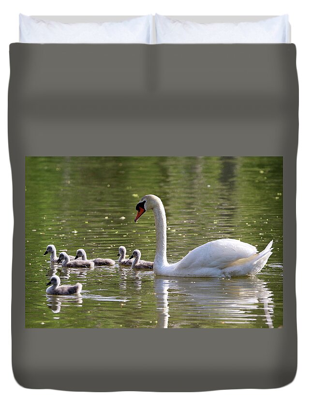 Swan Duvet Cover featuring the photograph Swan And Cygnets Stony Brook New York #1 by Bob Savage