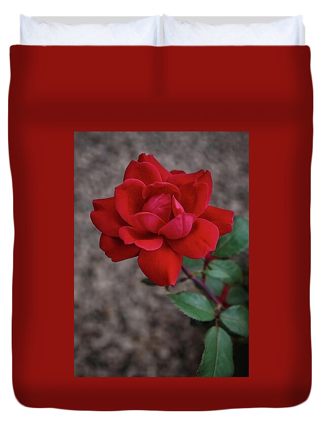 Rose Duvet Cover featuring the photograph The Rose #1 by Ernest Echols