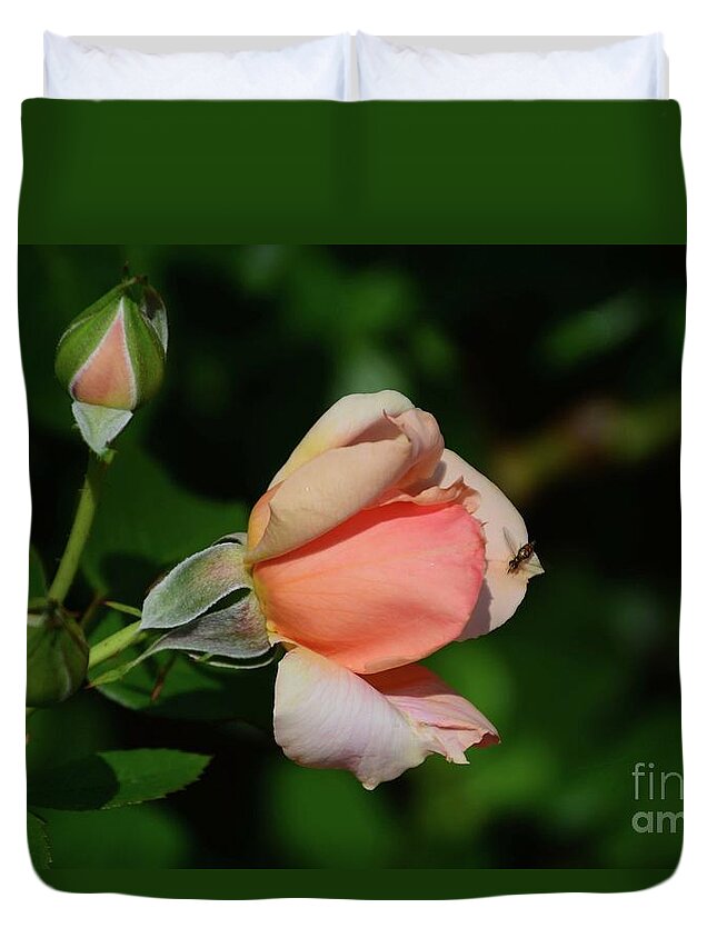 Roses Duvet Cover featuring the photograph The Visitor #1 by Cindy Manero
