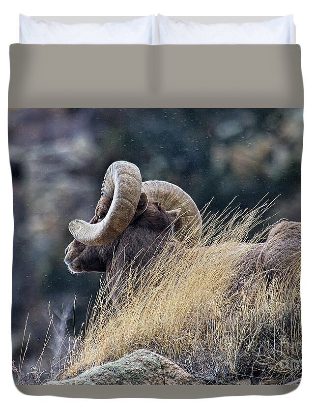 In Focus Duvet Cover featuring the photograph The Watchman by Jim Garrison