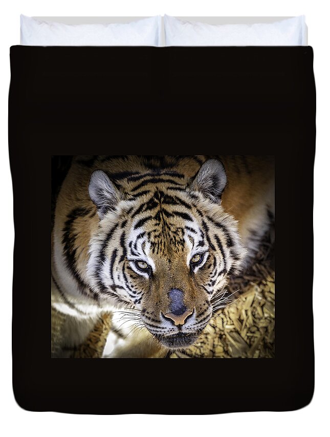 Wild Animal Sanctuary Duvet Cover featuring the photograph Tiger Stare Down #1 by Jason Moynihan