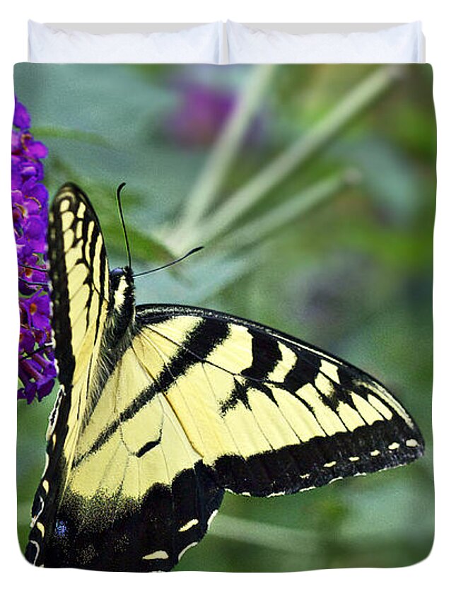 Black Duvet Cover featuring the photograph Tiger Swallowtail Butterfly - Papilio glaucus #1 by Carol Senske