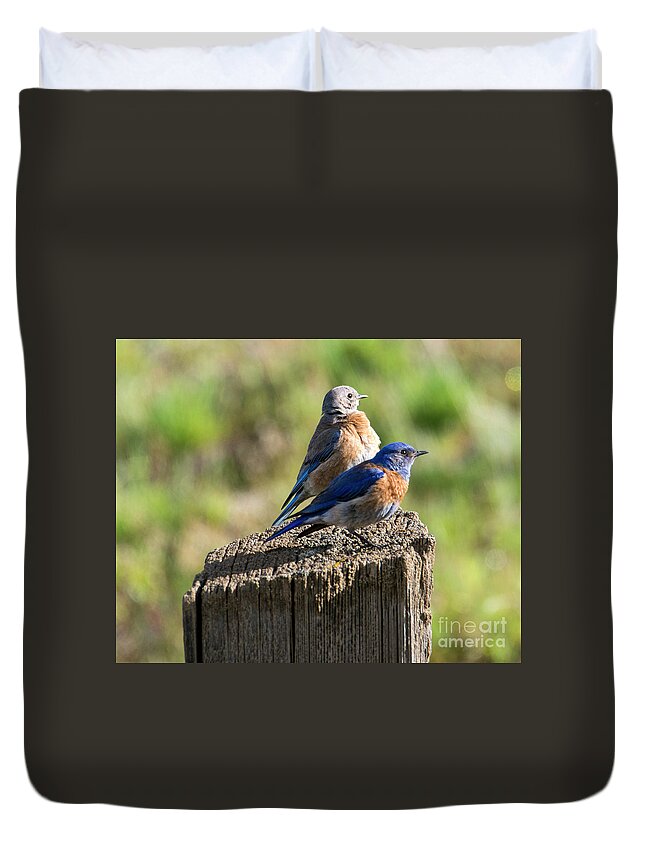 Western Bluebird Pair Duvet Cover featuring the photograph Western Bluebird Pair #2 by Michael Dawson