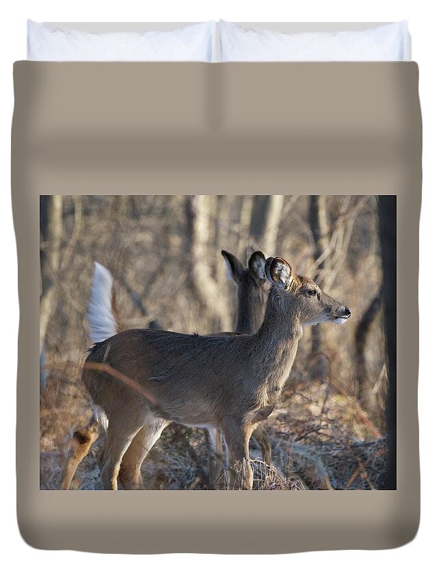 Animal Duvet Cover featuring the photograph Wild Deer #1 by Paul Ross