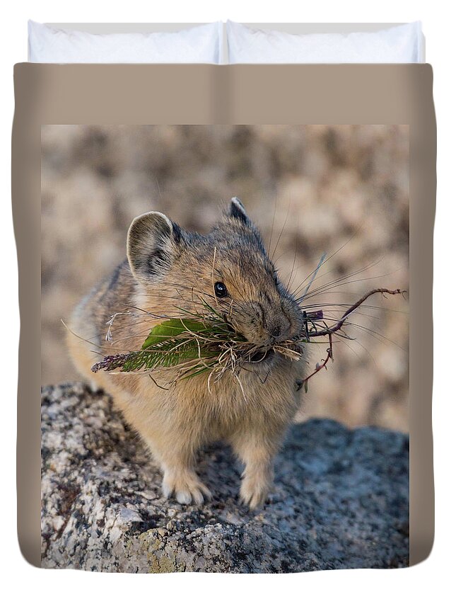 Pika Duvet Cover featuring the photograph Winter Preparations #1 by Jody Partin