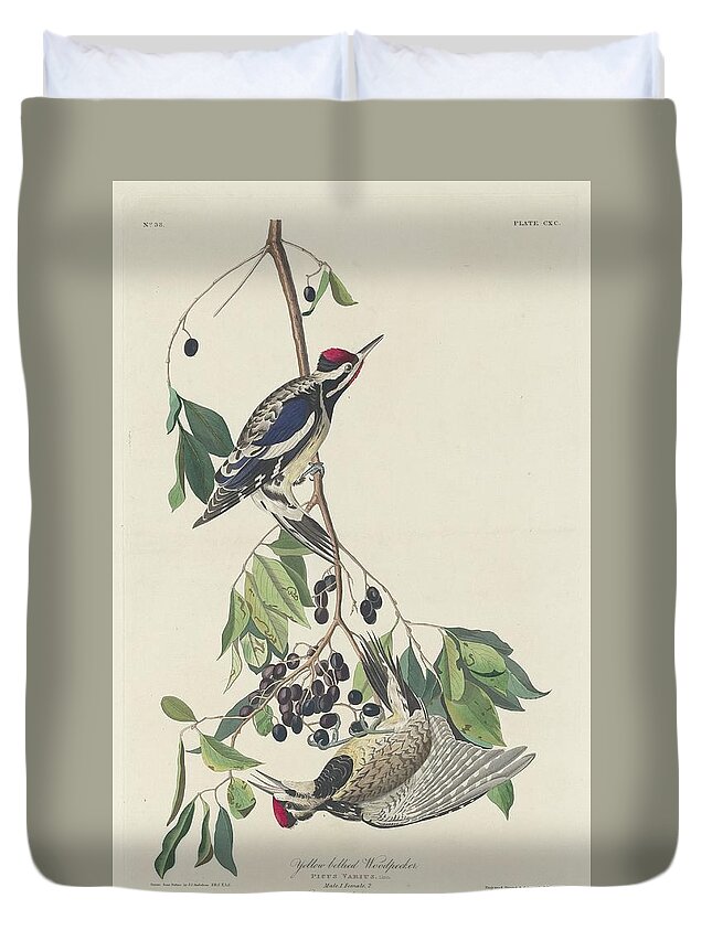 Audubon Duvet Cover featuring the drawing Yellow-Bellied Woodpecker #1 by Dreyer Wildlife Print Collections 