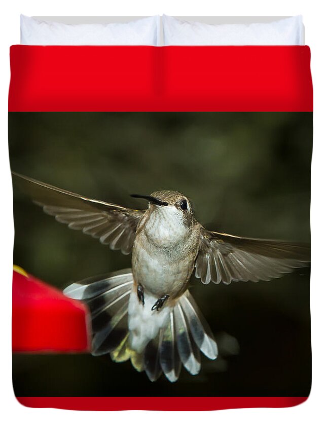 Female Ruby-throated Hummingbird Duvet Cover featuring the photograph Female Ruby-Throated Hummingbird #10 by Robert L Jackson