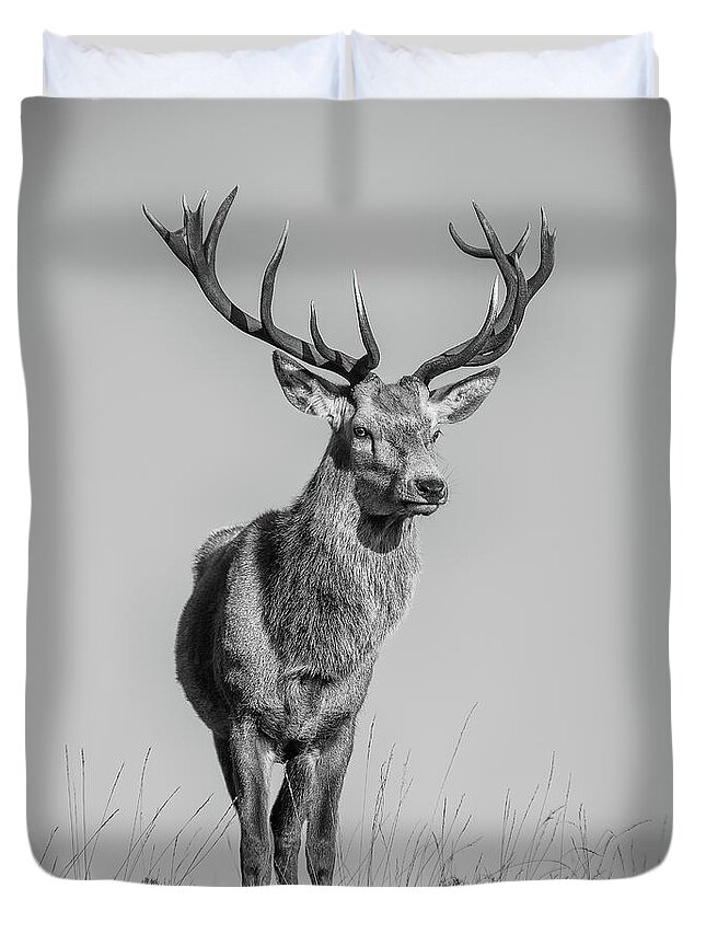 Highland Stag Duvet Cover featuring the photograph Highland Stag #15 by Keith Thorburn LRPS EFIAP CPAGB