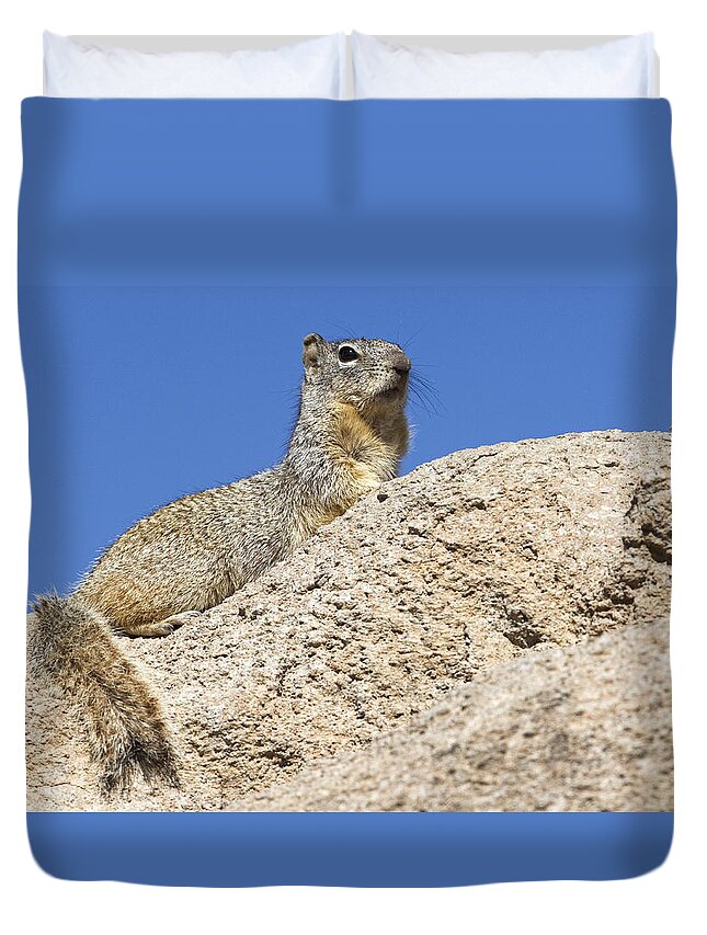 Rock Squirrel Duvet Cover featuring the photograph 160115p173 by Arterra Picture Library