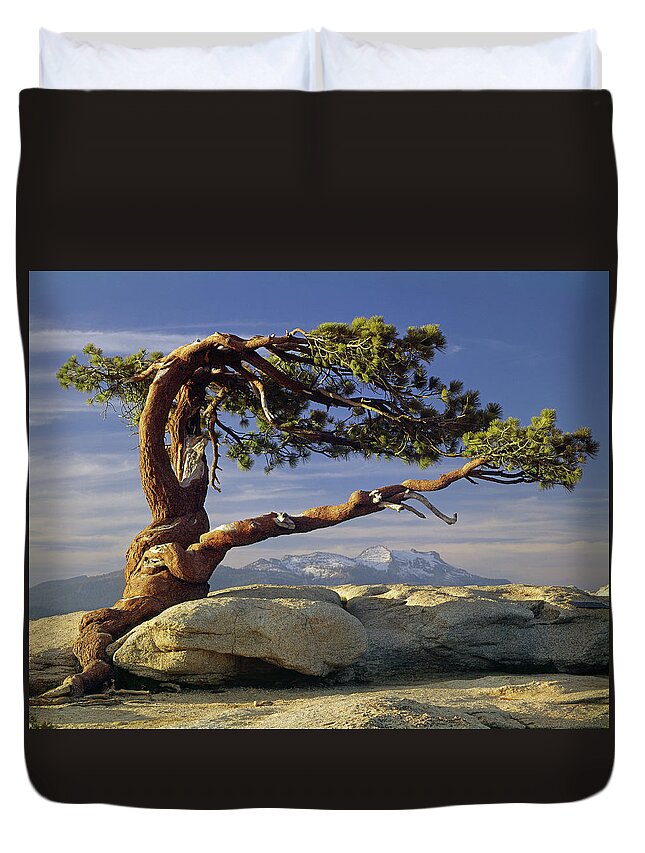 1m6701 Duvet Cover featuring the photograph 1M6701 Historic Jeffrey Pine Sentinel Dome Yosemite by Ed Cooper Photography