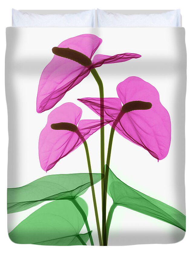 Science Duvet Cover featuring the photograph Anthurium Flowers, X-ray #2 by Ted Kinsman