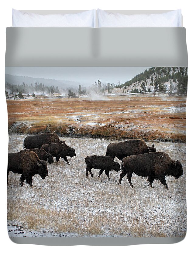 Yellowstone Duvet Cover featuring the photograph Bison in Yellowstone National Park #2 by Pierre Leclerc Photography