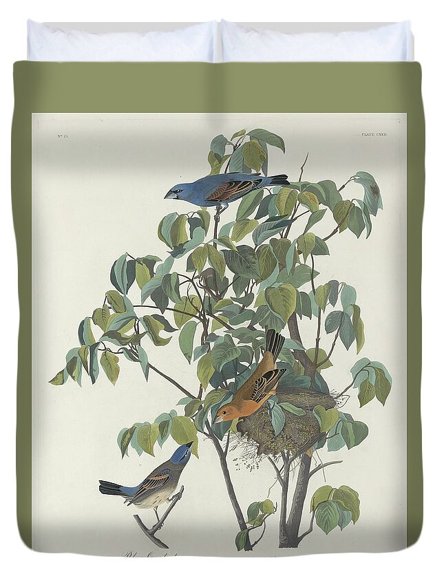 Audubon Duvet Cover featuring the drawing Blue Grosbeak #2 by Dreyer Wildlife Print Collections 